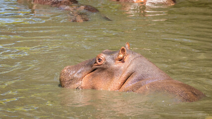 The common hippopotamus (Hippopotamus amphibius), Mara Naboisho Conservancy, Kenya.