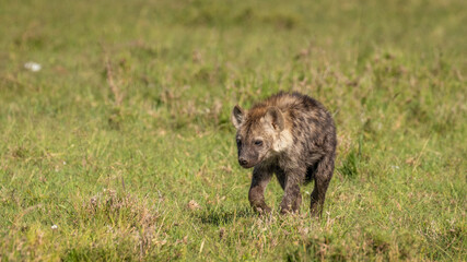 A spotted hyena cub (Crocuta crocuta), Mara Naboisho Conservancy, Kenya.