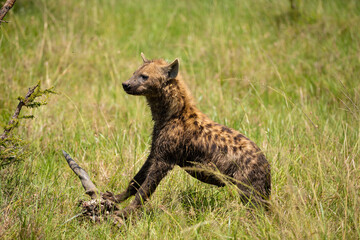 A spotted hyena (Crocuta crocuta) with kill, hyena eating eland, Mara Naboisho Conservancy, Kenya.