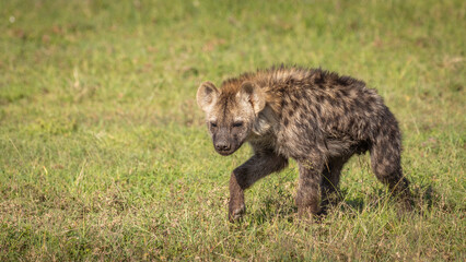 A spotted hyena cub (Crocuta crocuta) passing by, Mara Naboisho Conservancy, Kenya.