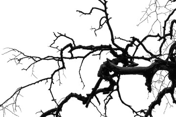 .Black outline of a tree branch on a light background