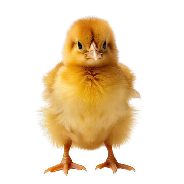 Yellow Baby Chick Isolated on Transparent or White Background, PNG