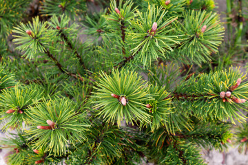 .Bunch of pine needles in green color