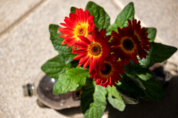 sustainability, recycling, sun, bottle, plastic, child, environmental conservation, social issues, domestic life, sustainable lifestyle, people, lifestyles, zero waste, environment, organic, environme