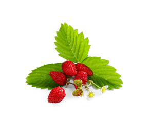 Wild strawberries, green leaves and flowers isolated on white