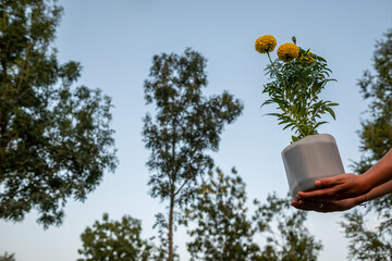 The hands of a woman show a pot made with recycled material with yellow flowers surrounded by trees in a park