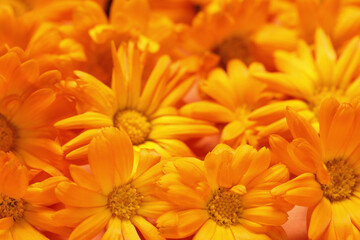 Beautiful fresh calendula flowers as background, closeup