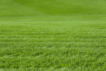 Beautiful lawn with bright green grass outdoors
