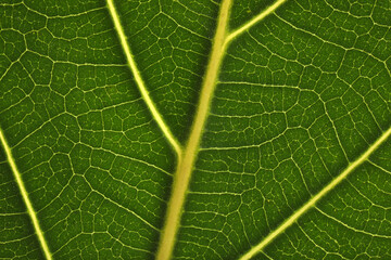 Texture of green leaf as background, macro photo