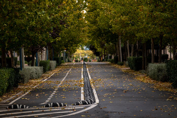 bike lane surrounded by trees and dry leaves and a line of speed bumps that separate the bike lane from the road