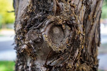 tree trunk background with resin and wood texture