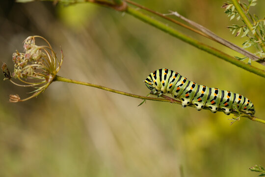 Makro Aufnahme einer Raupe des Schwalbenschwanz Schmetterling auf Futterpflanze, Papilio machaon, Ritterfalter,