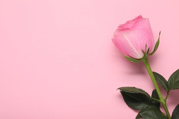 Beautiful rose on pink background, top view. Space for text
