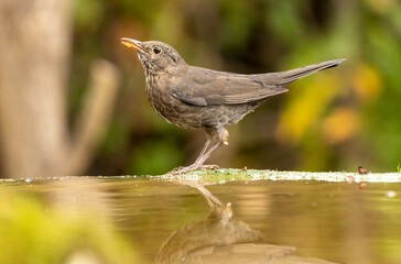 Female blackbird take a bath