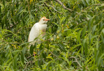 Cattle Egret portrait in breeding colony