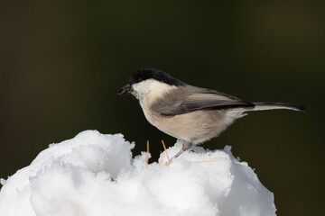 Bird in the wilderness.