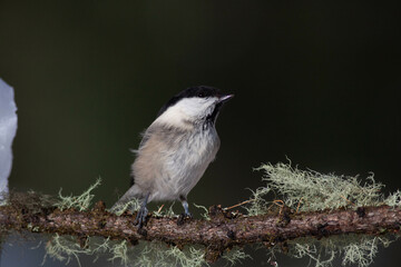 Bird in the wilderness.