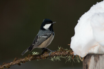 Bird in the wilderness.