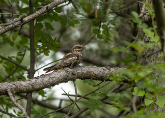 Naklejka na ściany i meble European Nightjar sitting on branch in the forest