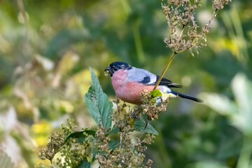 Male Bulfinch eating seeds in berry bush