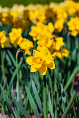 spring flowers in the garden