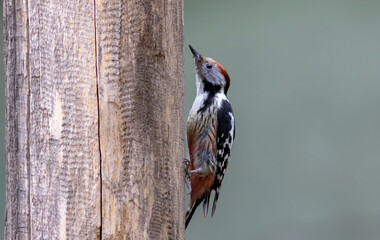 Middle Spotted Woodpecker sitting on dead tree
