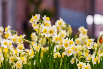 Fototapeta premium spring flowers in the garden
