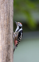 Middle Spotted Woodpecker sitting on dead tree