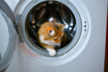 A tricolor cat in a washing machine. Cute image of a pet cat in a white washing machine purring.