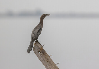 Pygmy Cormorant sitting on stick