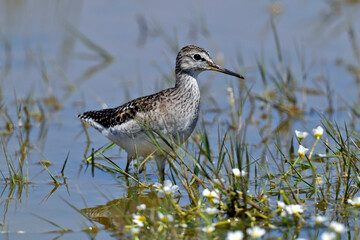 Wood sandpiper // Bruchwasserläufer (Tringa glareola) - Axios-Delta, Greece