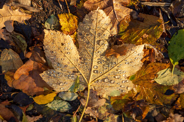 Ahorn - Blatt - Herbst - Laub - Allgäu
