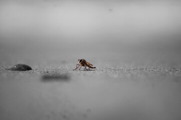 beach fly insects in a single frame 