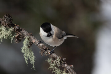 Obraz premium Bird in the wilderness.
