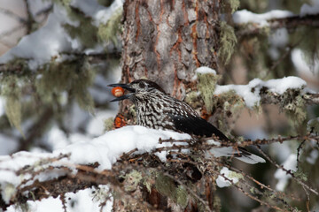 Bird in the wilderness.