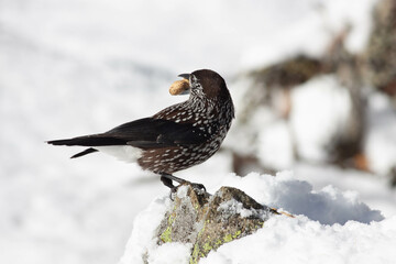 Bird in the wilderness.