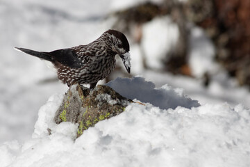Bird in the wilderness.