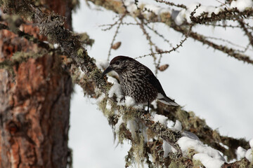 Bird in the wilderness.