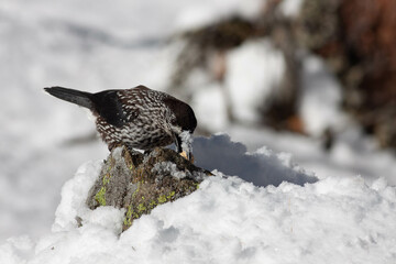 Bird in the wilderness.