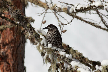 Bird in the wilderness.