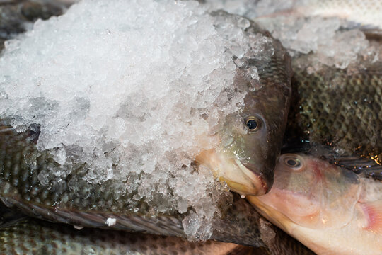 Fresh frozen fish on sale in Jerusalem's Machane Yehuda market