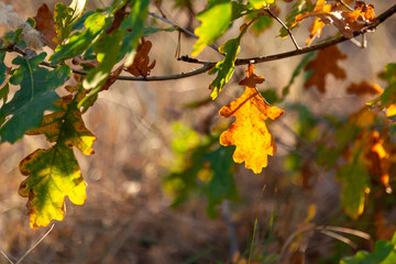 Oak branch with autumn-colored leaves illuminated by the sun against the background of a blurred autumn forest.