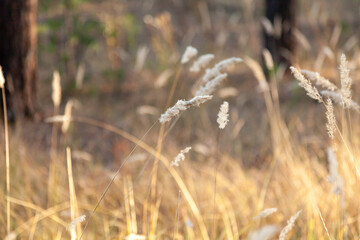 Dry grass on a sunlit clearing against the background of a blurred autumn forest.