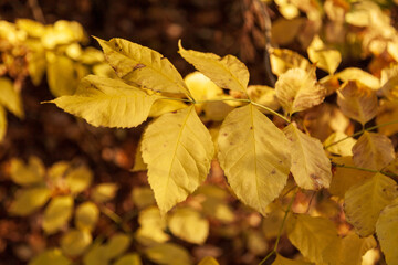 Black ash branch with autumn-colored leaves illuminated by the sun against the background of a blurred autumn forest. Fraxinus nigra.
