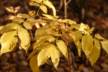 Black ash branch with autumn-colored leaves illuminated by the sun against the background of a blurred autumn forest. Fraxinus nigra.