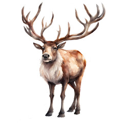 Reindeer of Santa