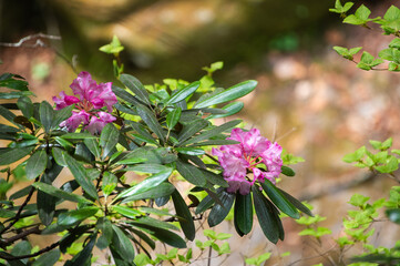 西沢渓谷に咲くアズマシャクナゲ