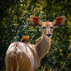 Kudu, looking back