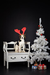 christmas photo of dog in photo studio with white christmas tree. Black background in photo studio. 