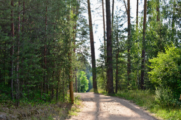 Fototapeta na wymiar footpath in the pine forest with sunlight through tree trunks 